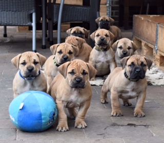 Pups Nunzia - 6 weken - 1