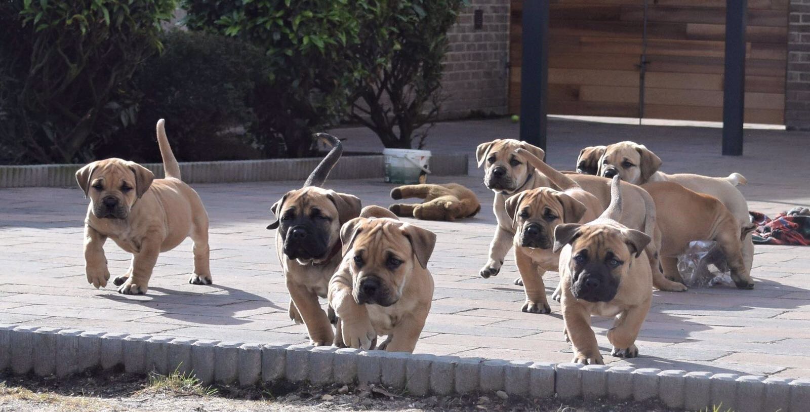 Pups Nunzia - 7 weken - 4