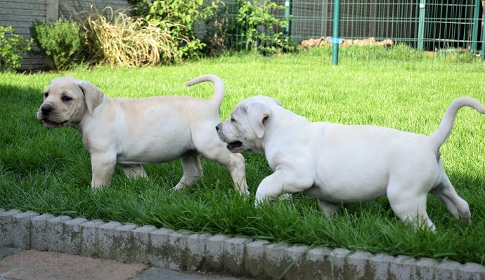 Pups Nunzia en Bullebak - 7 weken - 10