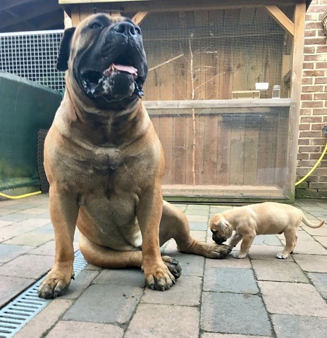 Pups Nunzia en Bullebak - Wolf met 5 weken oude zoon -1