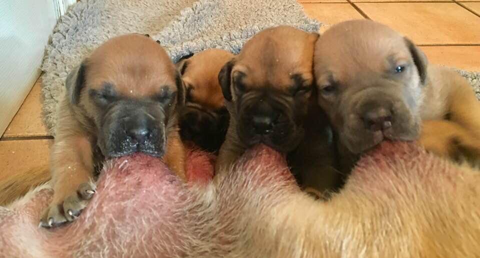 puppies Quint x Ramstein 3 weken 2