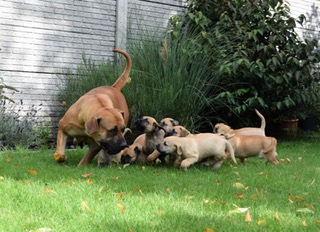puppies Quint x Ramstein 7 weken 3